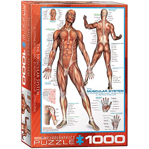 Muscular System 1000 pc Jigsaw Puzzle
